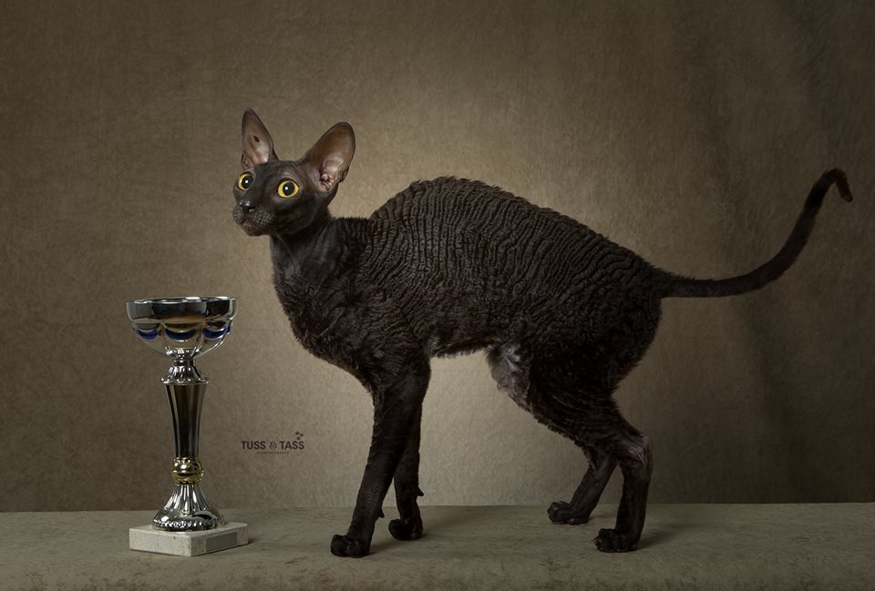 Cornish rex - katt till salu