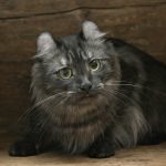 American Curl
