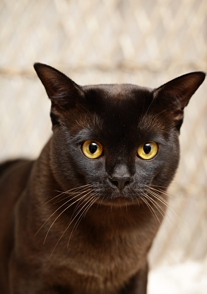 Burma