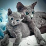 Russian blue