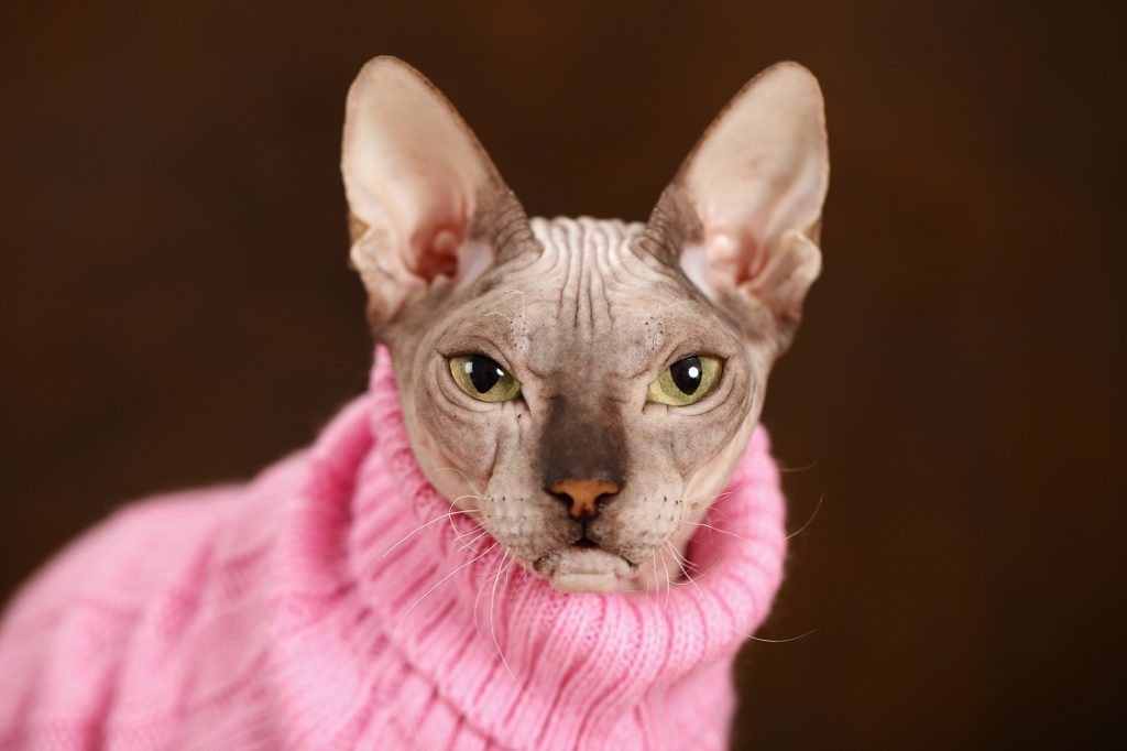 Don sphynx till salu