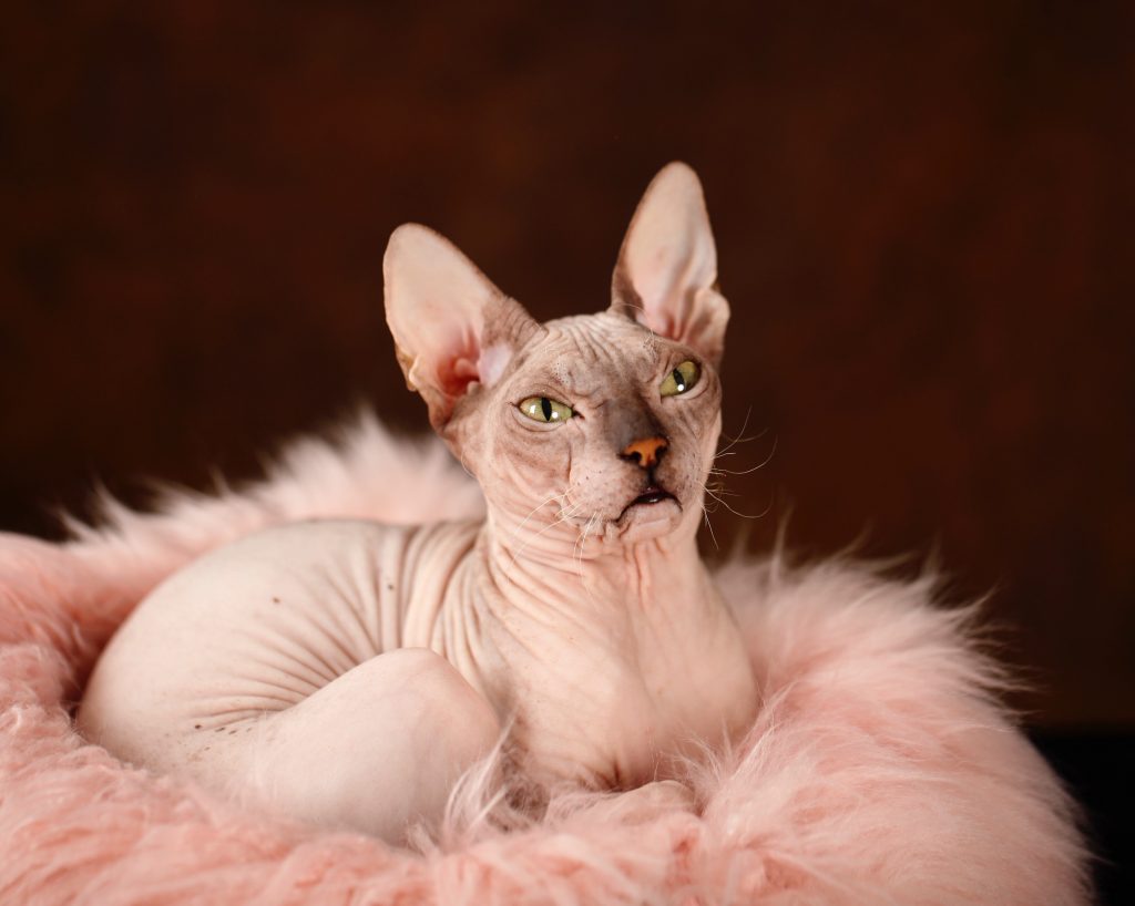 Don sphynx
