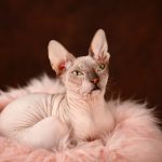 Don sphynx