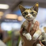 Devon rex