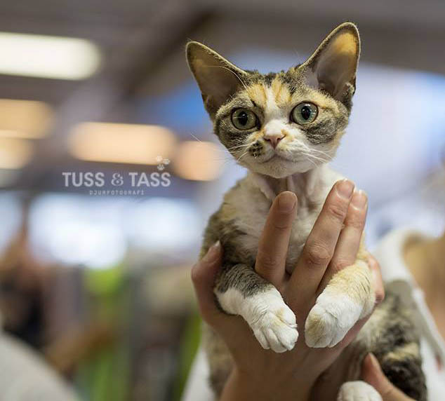 Devon rex