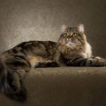 Sibirisk katt