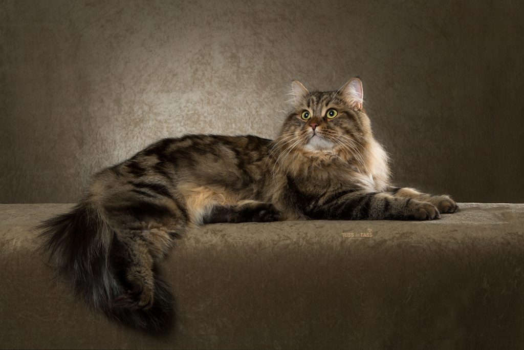 Sibirisk katt