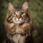 Kurilean bobtail