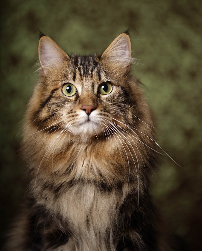 Kurilean bobtail