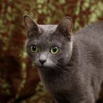 Korat