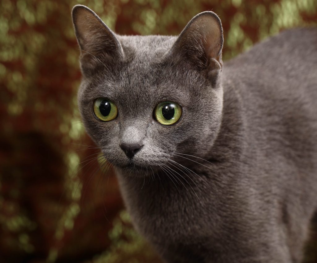 Katt till salu - korat