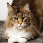 Maine coon