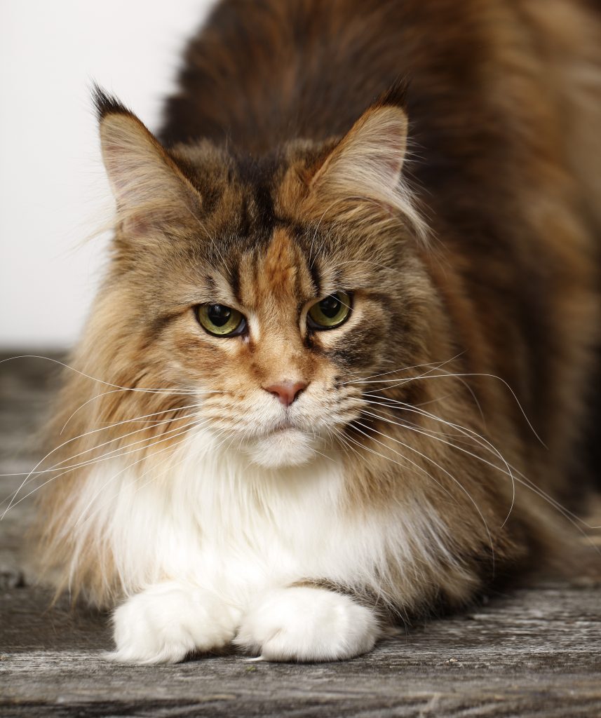Maine coon