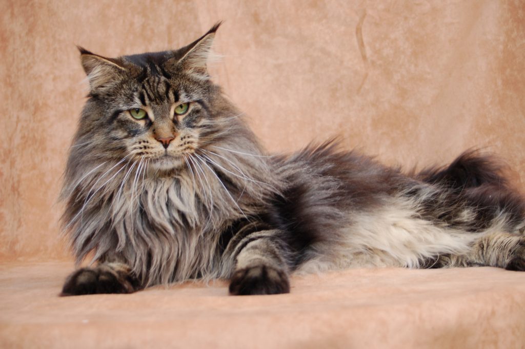 Maine coon - katt till salu