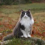 Norsk skogkatt