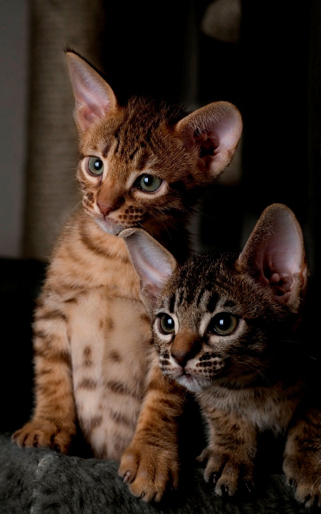 Ocicat