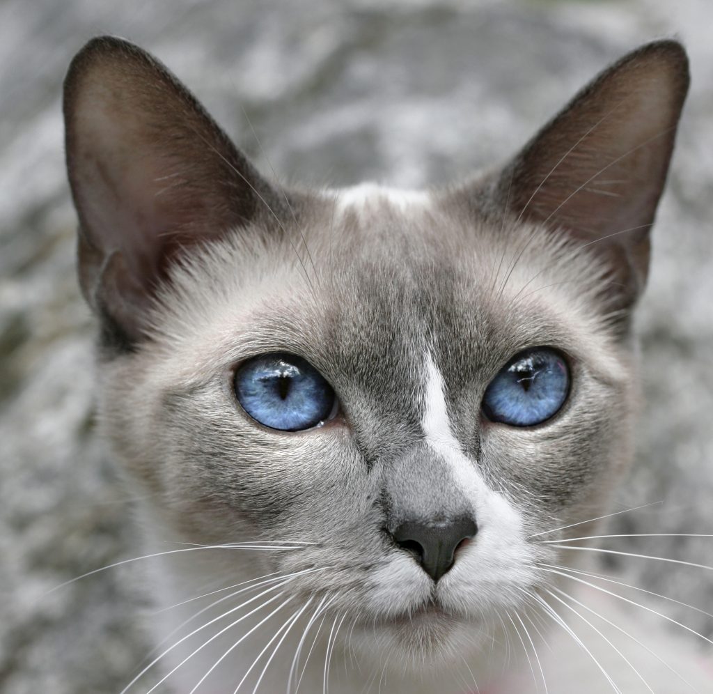 Snowshoe