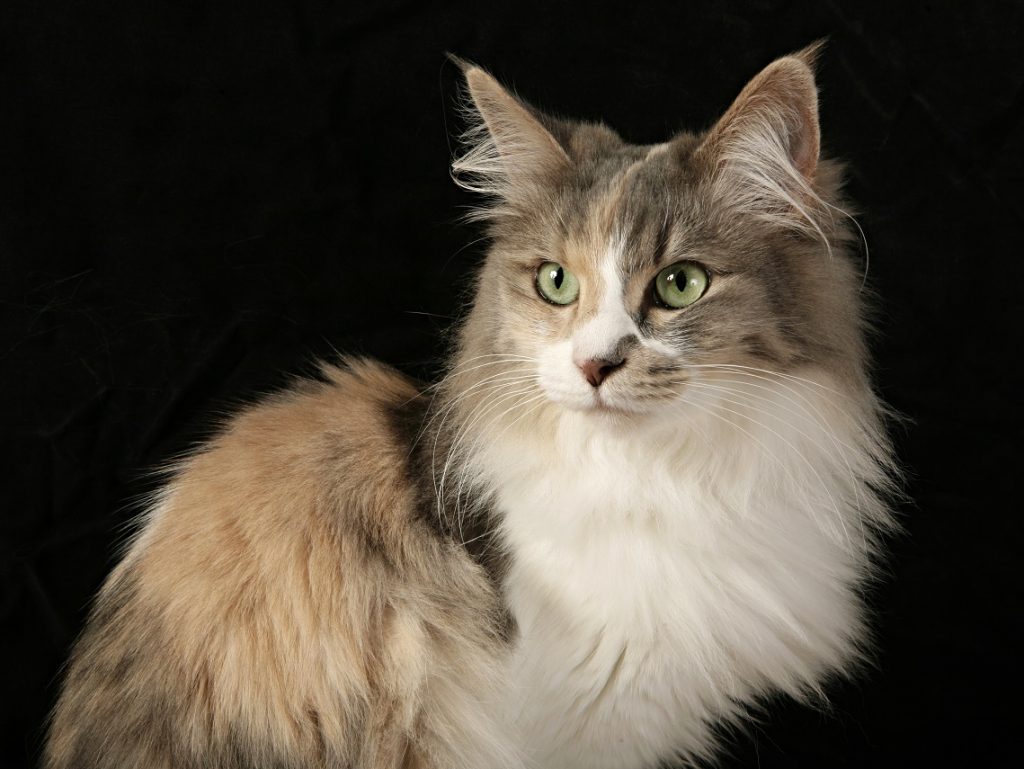 Turkisk angora