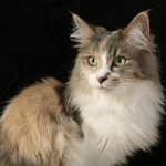 Turkisk angora