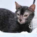 Lykoi