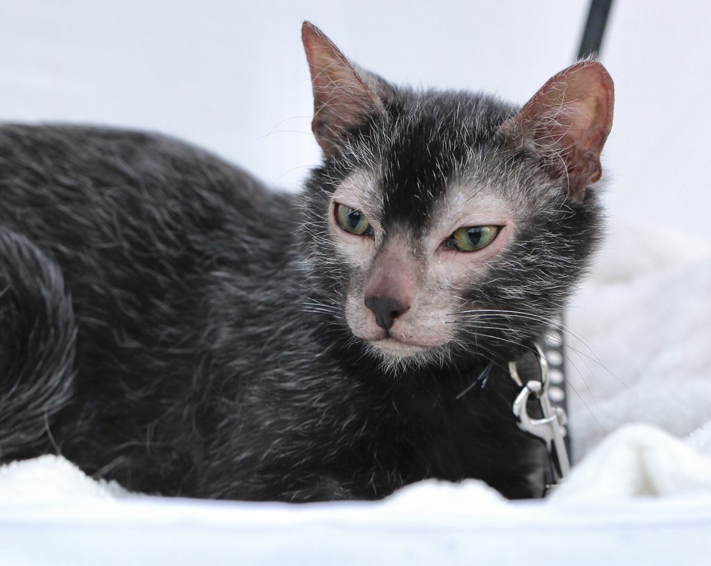 Lykoi