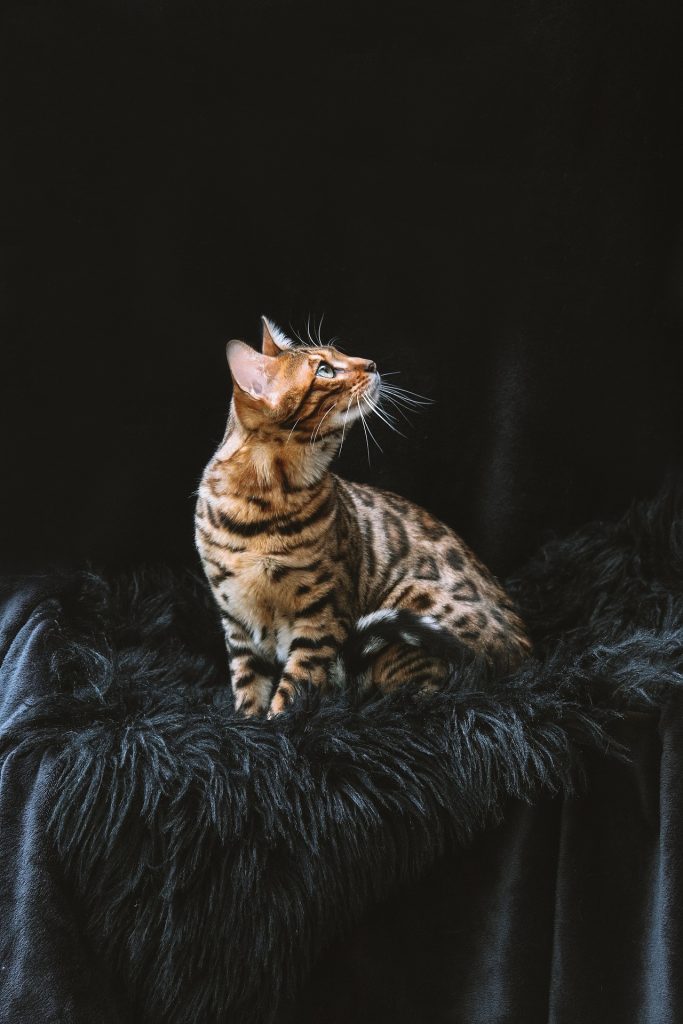Bengal