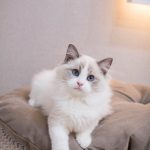 Ragdoll
