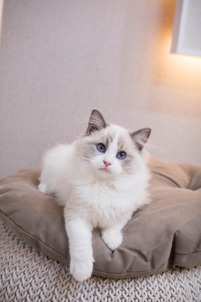 Ragdoll