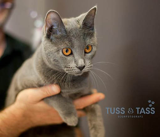 chartreux