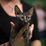 Cornish rex