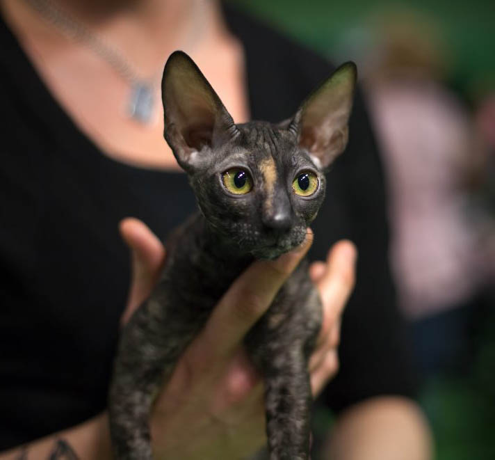 Cornish rex