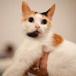 Japanese bobtail