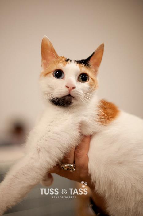 Japanese bobtail