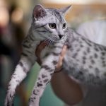 Egyptian mau