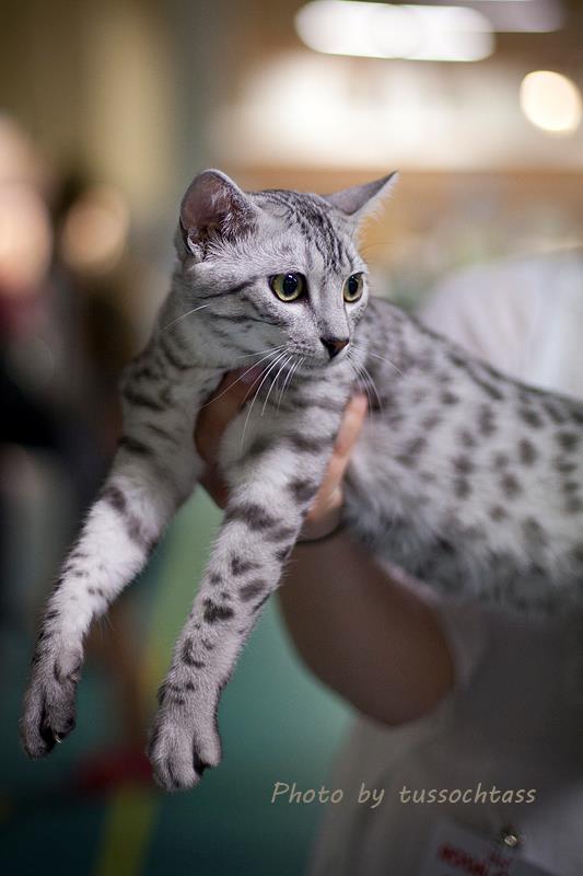 Egyptian mau