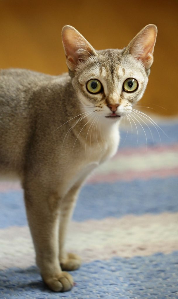 Singapura