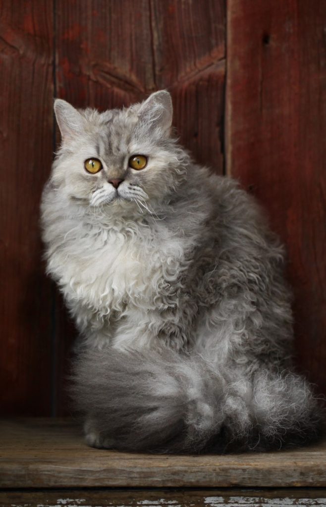 Selkirk rex