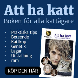 Att ha katt