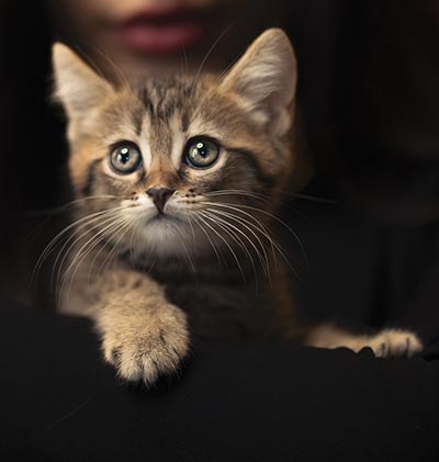 Tryggare köp av katt med stamtavla - kattunge