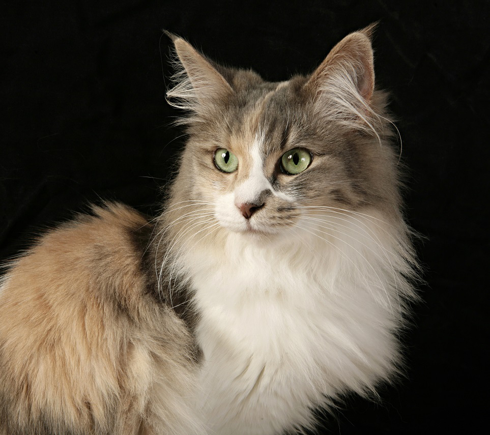 Turkisk angora