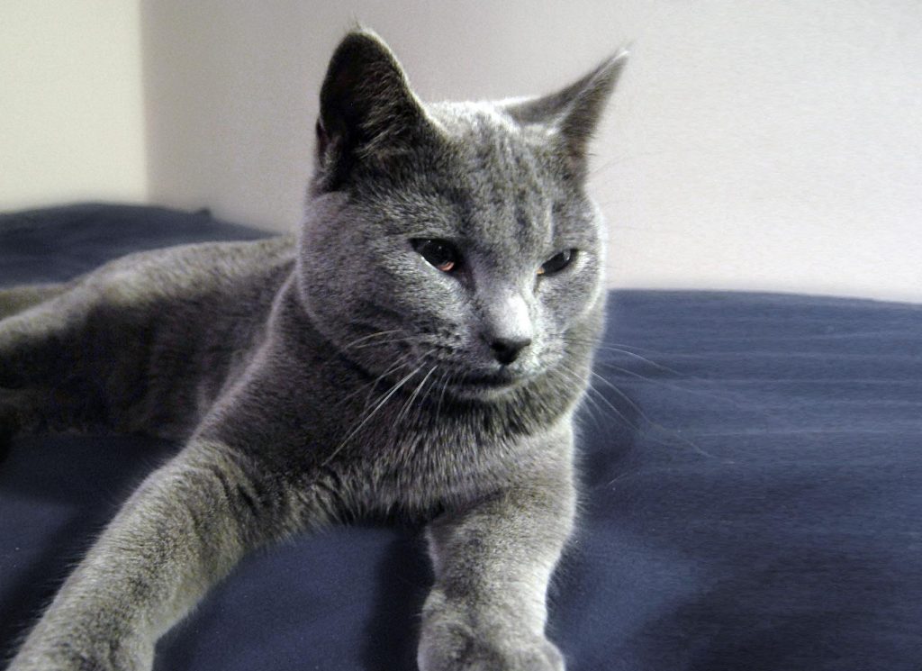 Chartreux