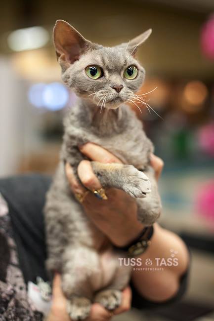 Devon rex
