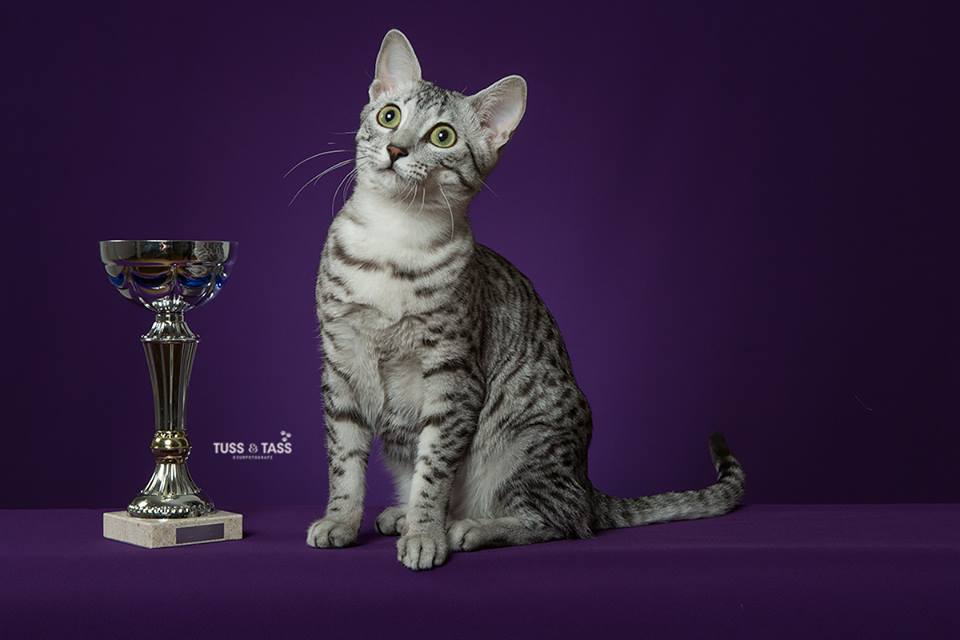 Egyptian mau