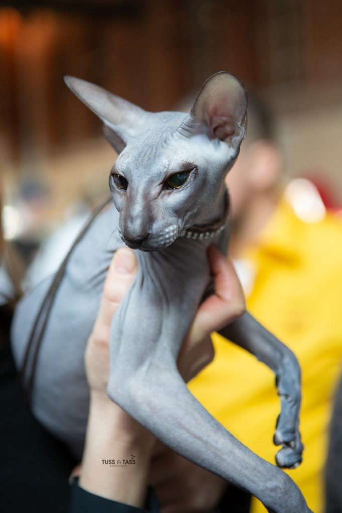 Peterbald