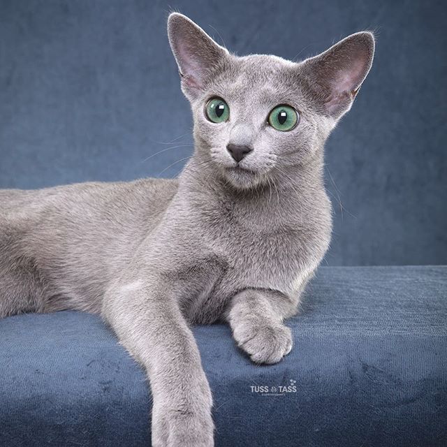 Russian blue