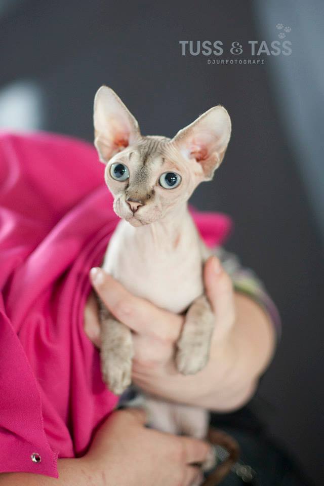 Sphynx