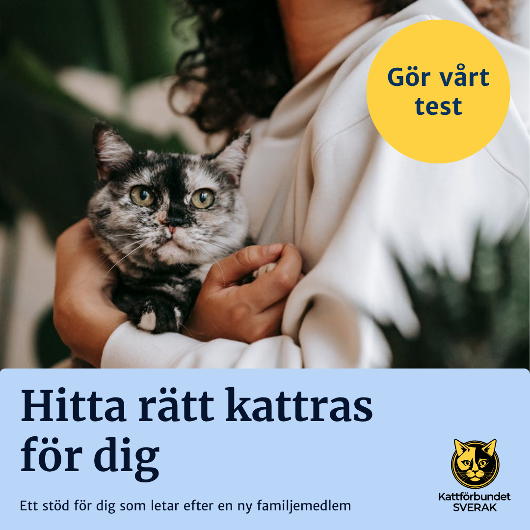 Hitta min kattras